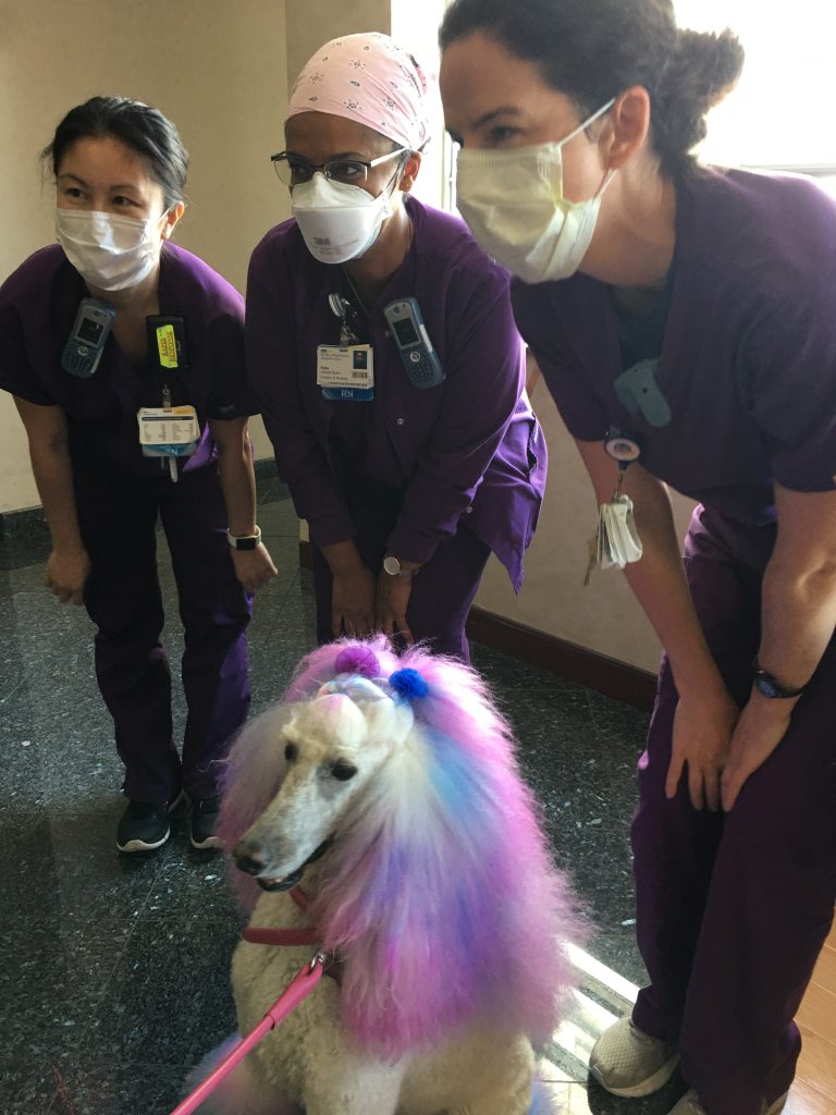 Just Joy the Therapy Dog 